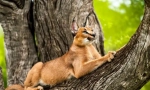Caracal (foto): graceful reprezentant al feline exotic